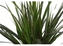 Dracaena marginata (Drakenbloedboom) 95cm - afbeelding 2