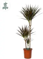 Dracaena marginata 'Magenta' (Drakenbloedboom) 135cm - afbeelding 1