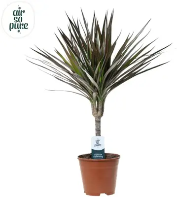 Dracaena marginata 'Magenta' (Drakenbloedboom) 55cm - afbeelding 1