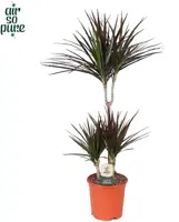 Dracaena marginata 'Magenta' (Drakenbloedboom) 95cm - afbeelding 1