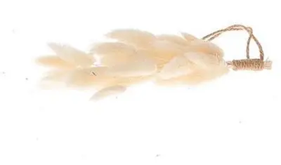 Droogbloem langurus 20cm wit