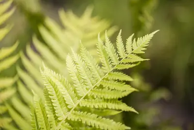 Dryopteris affinis (Geschubde mannetjesvaren) - afbeelding 2