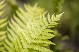 Dryopteris affinis (Geschubde mannetjesvaren) - afbeelding 2