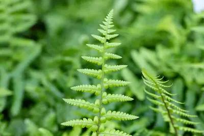 Dryopteris affinis (Geschubde mannetjesvaren) - afbeelding 5