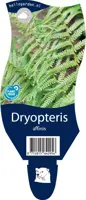 Dryopteris affinis (Geschubde mannetjesvaren) - afbeelding 1