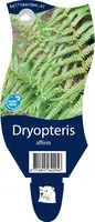 Dryopteris affinis (Geschubde mannetjesvaren) - afbeelding 1