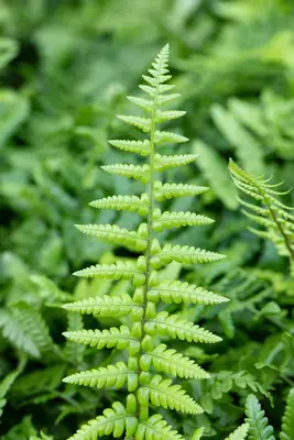 Dryopteris affinis (Geschubde mannetjesvaren) - afbeelding 4
