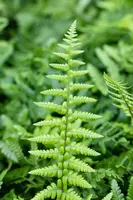 Dryopteris affinis (Geschubde mannetjesvaren) - afbeelding 4