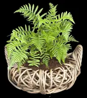 Dryopteris affinis (Geschubde mannetjesvaren) - afbeelding 3