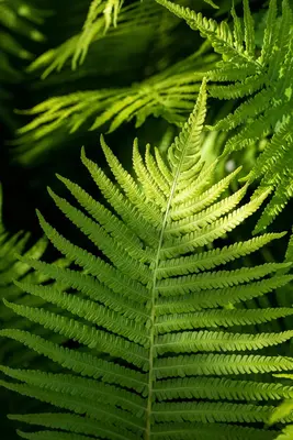Dryopteris erythrosora (Herfstvaren) - afbeelding 4