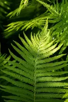 Dryopteris erythrosora (Herfstvaren) - afbeelding 4