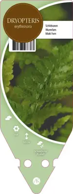 Dryopteris Erythrosora (Herfstvaren) - afbeelding 1