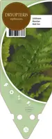Dryopteris Erythrosora (Herfstvaren) - afbeelding 1