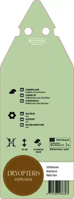 Dryopteris Erythrosora (Herfstvaren) - afbeelding 2