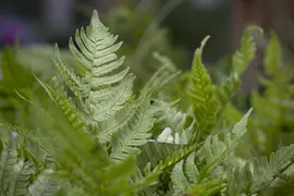 Dryopteris erythrosora (Herfstvaren) - afbeelding 1