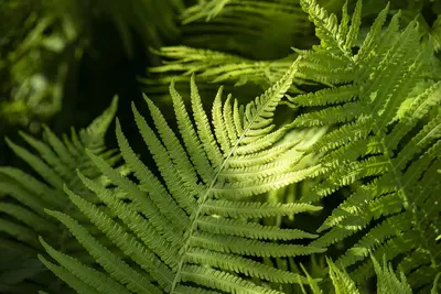 Dryopteris erythrosora (Herfstvaren) - afbeelding 2