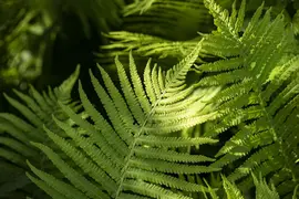 Dryopteris erythrosora (Herfstvaren) - afbeelding 2