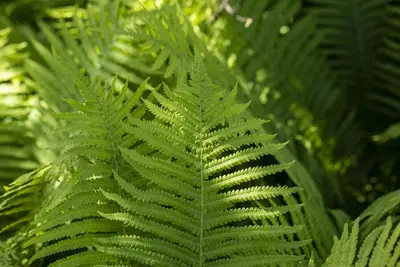 Dryopteris erythrosora (Rode sluiervaren) - afbeelding 4