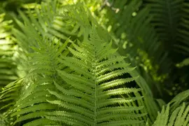 Dryopteris erythrosora (Rode sluiervaren) - afbeelding 4