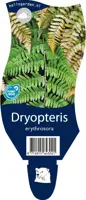 Dryopteris erythrosora (Rode sluiervaren) kopen?