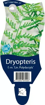 Dryopteris filix-mas 'Linearis Polydactyla' (Mannetjesvaren) - afbeelding 1