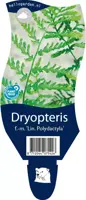 Dryopteris filix-mas 'Linearis Polydactyla' (Mannetjesvaren) - afbeelding 1