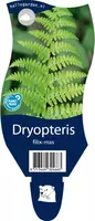 Dryopteris filix-mas (Mannetjesvaren) - afbeelding 1