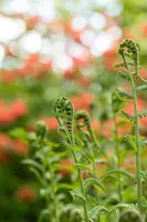 Dryopteris filix-mas (Mannetjesvaren) - afbeelding 2