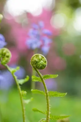 Dryopteris filix-mas (Mannetjesvaren) - afbeelding 5