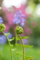 Dryopteris filix-mas (Mannetjesvaren) - afbeelding 5