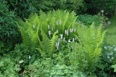 Dryopteris filix-mas (Mannetjesvaren) - afbeelding 1