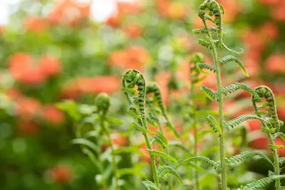 Dryopteris filix-mas (Mannetjesvaren) - afbeelding 3