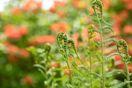 Dryopteris filix-mas (Mannetjesvaren) - afbeelding 3