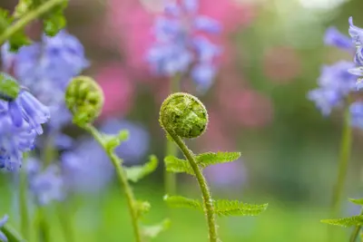 Dryopteris filix-mas (Mannetjesvaren) - afbeelding 4