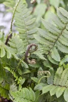 Dryopteris (Geschubde mannetjesvaren) - afbeelding 1