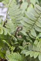 Dryopteris (Geschubde mannetjesvaren) - afbeelding 1