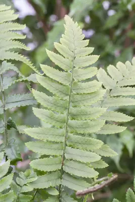 Dryopteris (Geschubde mannetjesvaren) - afbeelding 3