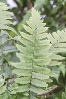 Dryopteris (Geschubde mannetjesvaren) - afbeelding 3