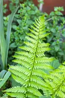 Dryopteris (Geschubde mannetjesvaren) - afbeelding 8