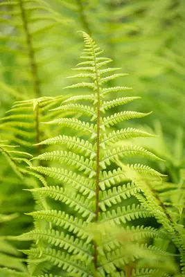 Dryopteris (Geschubde mannetjesvaren) - afbeelding 9
