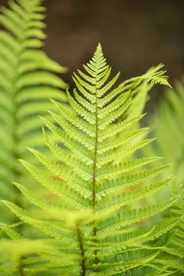 Dryopteris (Geschubde mannetjesvaren) - afbeelding 10