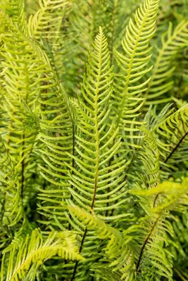 Dryopteris (Geschubde mannetjesvaren) - afbeelding 11