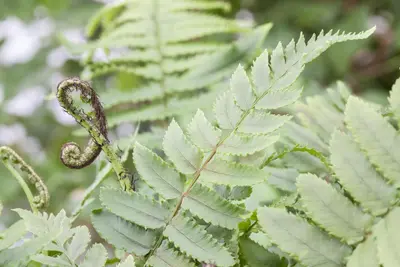 Dryopteris (Geschubde mannetjesvaren) - afbeelding 2
