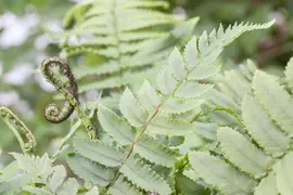 Dryopteris (Geschubde mannetjesvaren) - afbeelding 2