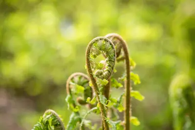 Dryopteris (Geschubde mannetjesvaren) - afbeelding 4