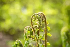 Dryopteris (Geschubde mannetjesvaren) - afbeelding 4