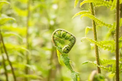 Dryopteris (Geschubde mannetjesvaren) - afbeelding 5
