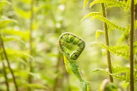 Dryopteris (Geschubde mannetjesvaren) - afbeelding 5
