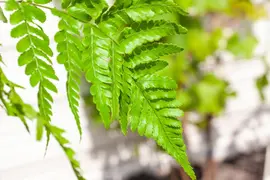 Dryopteris (Geschubde mannetjesvaren) - afbeelding 6