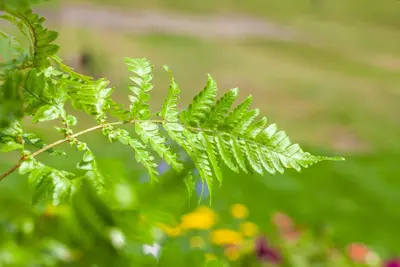 Dryopteris (Geschubde mannetjesvaren) - afbeelding 7